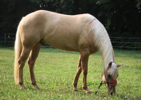 HorseID: 2308506 Smokin Little Dun It - PhotoID: 1092664