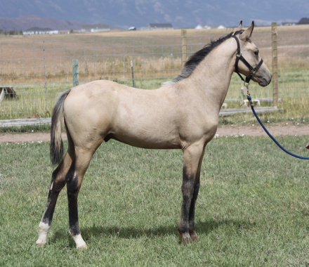 HorseID: 2308507 Denver - PhotoID: 1092665