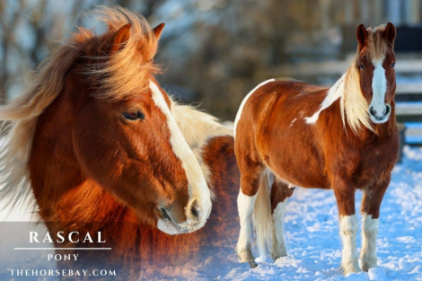 HorseID: 2308510 Rascal - PhotoID: 1092666