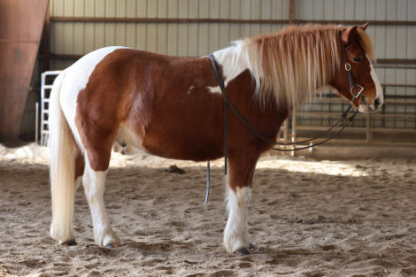 HorseID: 2308510 Rascal - PhotoID: 1092668