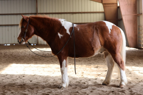 HorseID: 2308510 Rascal - PhotoID: 1092669