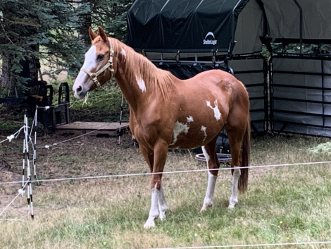 HorseID: 2308512 Ruby - PhotoID: 1092670