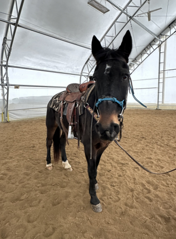 HorseID: 2308513 Jeffrey - PhotoID: 1092672