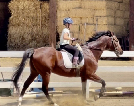 HorseID: 2308516 Hank - PhotoID: 1092673