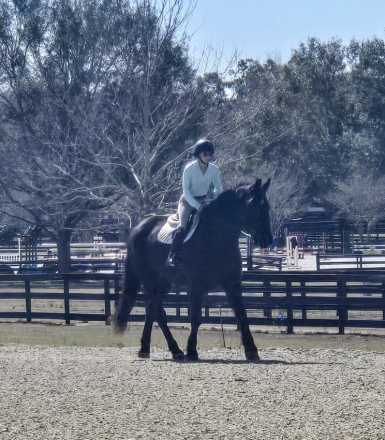 HorseID: 2308519 Bellarina Movino - PhotoID: 1092684