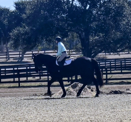 HorseID: 2308519 Bellarina Movino - PhotoID: 1092686