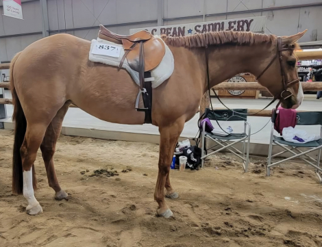 HorseID: 2308522 Shes Dun Ironin - PhotoID: 1092674