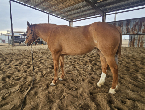 HorseID: 2308522 Shes Dun Ironin - PhotoID: 1092675