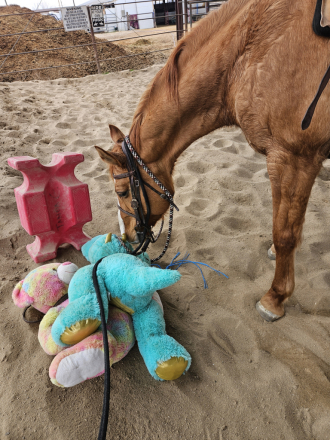 HorseID: 2308522 Shes Dun Ironin - PhotoID: 1092676