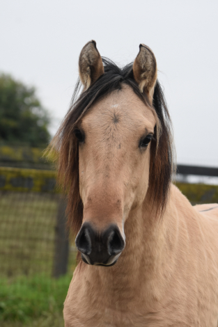 HorseID: 2308526 Zephyrus JP - PhotoID: 1092678