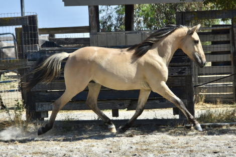 HorseID: 2308526 Zephyrus JP - PhotoID: 1092679