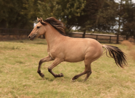 HorseID: 2308526 Zephyrus JP - PhotoID: 1092680