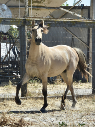 HorseID: 2308526 Zephyrus JP - PhotoID: 1092681
