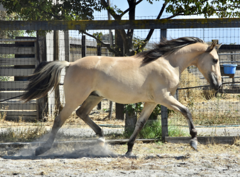 HorseID: 2308526 Zephyrus JP - PhotoID: 1092683