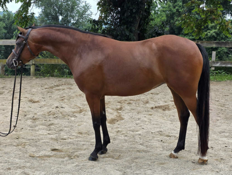 HorseID: 2308528 Covenant Free Style - PhotoID: 1092688