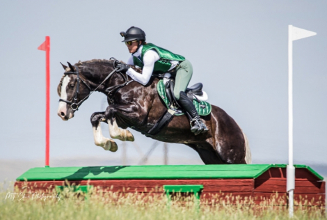 HorseID: 2126960 RDR Shirefox Revel - PhotoID: 1079118