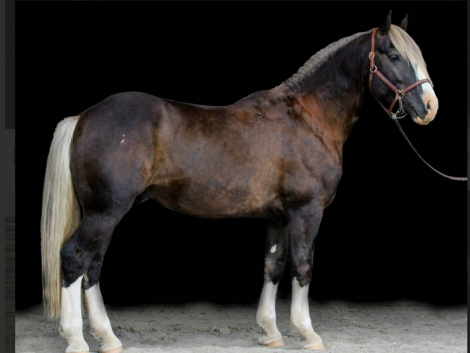 HorseID: 2126960 RDR Shirefox Revel - PhotoID: 1079119