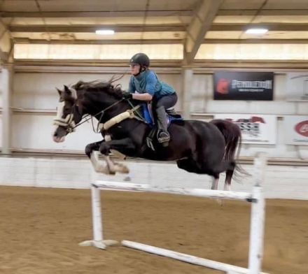HorseID: 2160704 Whirlwind Romance - PhotoID: 1102109