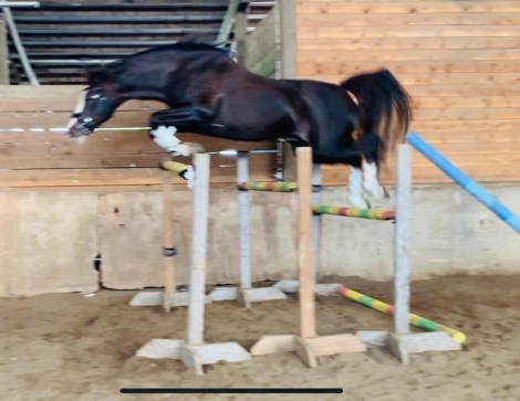 HorseID: 2160704 Whirlwind Romance - PhotoID: 1102110
