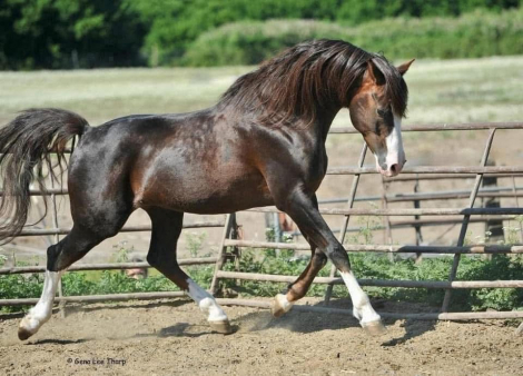 HorseID: 2160704 Whirlwind Romance - PhotoID: 1102111
