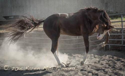 HorseID: 2160704 Whirlwind Romance - PhotoID: 1102112