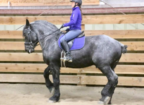 HorseID: 2188871 Hacienda Jackpot - PhotoID: 1079117