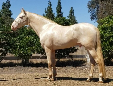 HorseID: 2192364 Feliz du Carel - PhotoID: 1080241