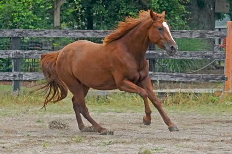 HorseID: 2225473 Pralines n' Creme CFK - PhotoID: 1079219