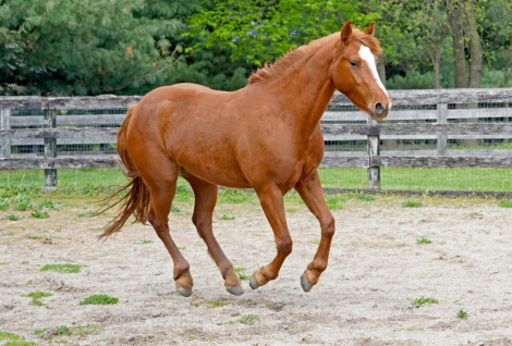HorseID: 2225473 Pralines n' Creme CFK - PhotoID: 1079219