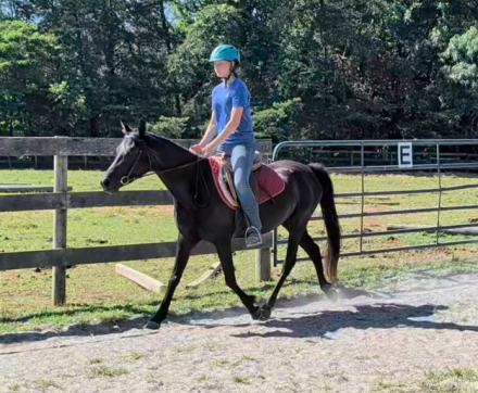 HorseID: 2235185 Echoed Starlight - PhotoID: 1101346