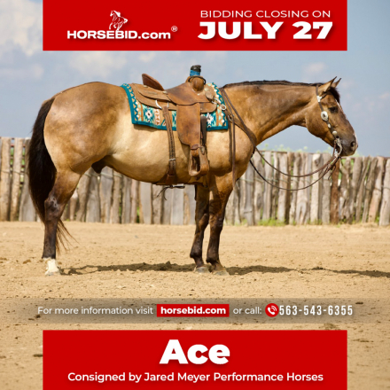 HorseID: 2246616 RR OKIE SPARKLIN ACE - PhotoID: 1036978