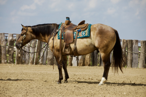 HorseID: 2246616 RR OKIE SPARKLIN ACE - PhotoID: 1036979