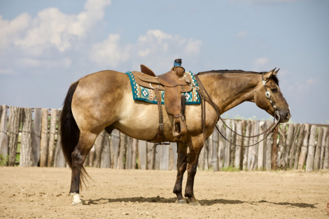 HorseID: 2246616 RR OKIE SPARKLIN ACE - PhotoID: 1048804