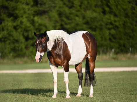 HorseID: 2246724 TWR SPOOKSGOTTA OREO - PhotoID: 1028751
