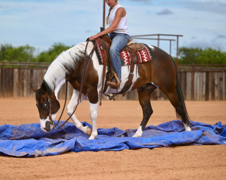 HorseID: 2246724 TWR SPOOKSGOTTA OREO - PhotoID: 1095031