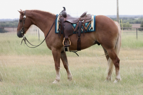 HorseID: 2246739 Venezuela - PhotoID: 1045905