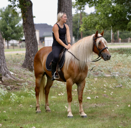HorseID: 2246739 Venezuela - PhotoID: 1045906