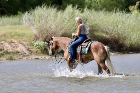 HorseID: 2246739 Venezuela - PhotoID: 1045907