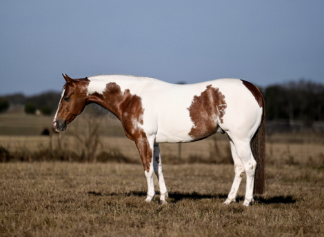 HorseID: 2247444 Hes Got Hot Wheels - PhotoID: 1045868