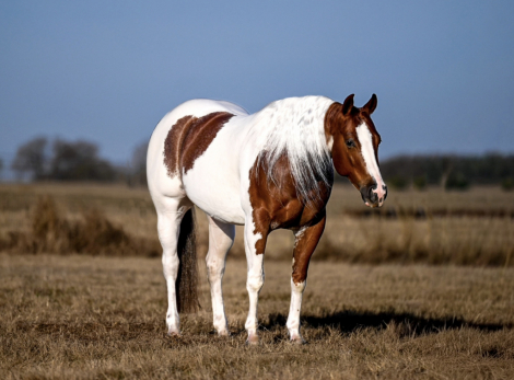 HorseID: 2247444 Hes Got Hot Wheels - PhotoID: 1045869