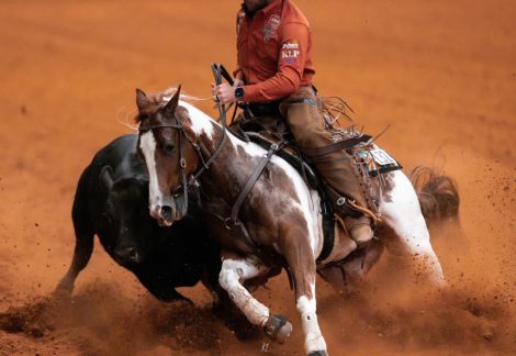 HorseID: 2247444 Hes Got Hot Wheels - PhotoID: 1045870