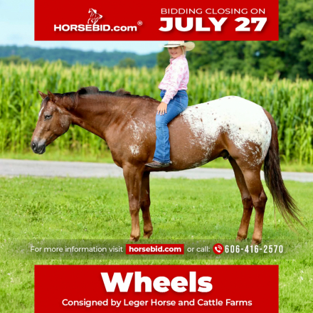 HorseID: 2247444 Hes Got Hot Wheels - PhotoID: 1042253