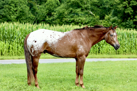 HorseID: 2247444 Hes Got Hot Wheels - PhotoID: 1045868