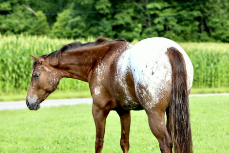HorseID: 2247444 Hes Got Hot Wheels - PhotoID: 1045869