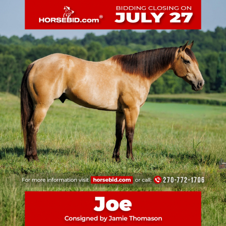 HorseID: 2247450 JOE D COMMANDER - PhotoID: 1033506