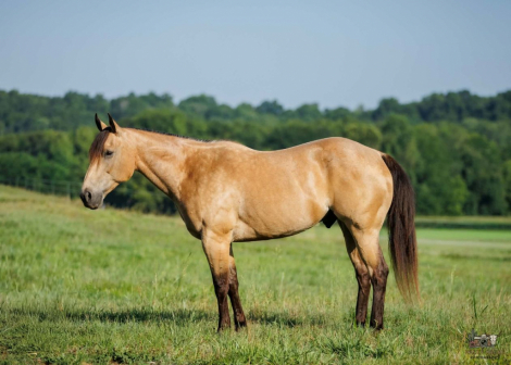 HorseID: 2247450 JOE D COMMANDER - PhotoID: 1033507