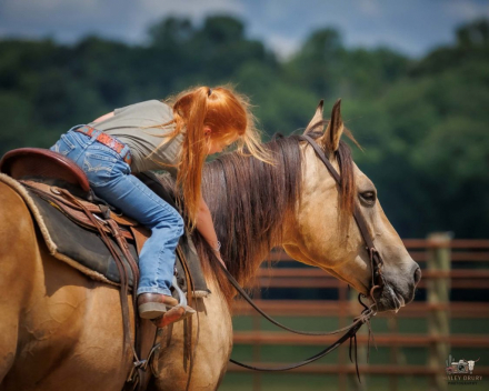 HorseID: 2247450 JOE D COMMANDER - PhotoID: 1033508