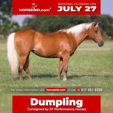 HorseID: 2247451 Dumpling - PhotoID: 1033502