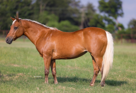 HorseID: 2247451 Dumpling - PhotoID: 1045924