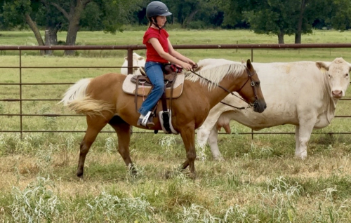 HorseID: 2247451 Dumpling - PhotoID: 1045926